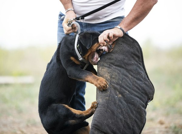 What are the safety implications of installing a performance chip in a turbocharged vehicle?